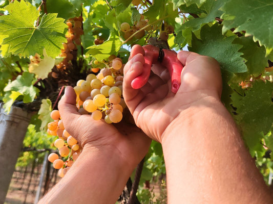 Vendemmia 2025: i grappoli raccontano già una bella storia 🍇✨