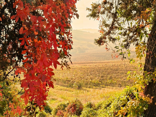 🍁 Colori d’autunno: come cambiano i filari tra ottobre e novembre